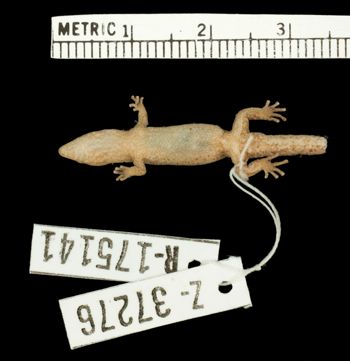 Media type: image;   Herpetology R-175141